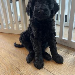 Elphaba - Black female Goldendoodle puppy in Toronto, New York from GTA Mapledoodles