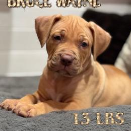 BRUCE Wayne - Fawn male American Bully puppy in Texas from TEXAS BULLY FAMILY