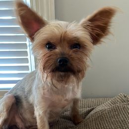 Yorkshire Terriers from Heather’s Yorkies