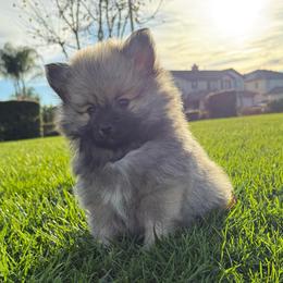 Rocky - Beaver sable male Pomeranian puppy in San Jacinto, California from Savvypomeranians