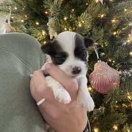Girl 1 - Havanese puppy in Osceola, Indiana from LUV my HAVAMALT