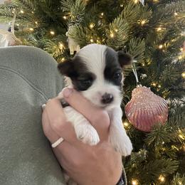 Girl 1 - Havanese puppy in Osceola, Indiana from LUV my HAVAMALT