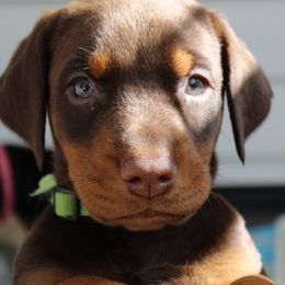 Doberman Pinschers from Dagobah Dobermans