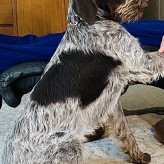 German Wirehaired Pointers from Shurcan