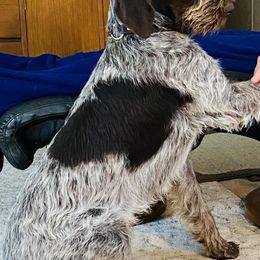 German Wirehaired Pointers from Shurcan