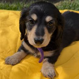 Johnny - Black and tan male Dachshund puppy in Hanford, California from Cooper Gals Doxies
