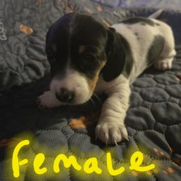 Lucy - Piebald female Dachshund puppy in Grover, North Carolina from Windie's Dachshunds