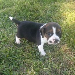 Pocket Beagle Haylee - Black white and tan female Beagle puppy in Gentry, Arkansas from HC Puppy Ranch