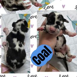 Coal - Harlequin male Great Dane puppy in Wellsville, New York from Prophecy Danes