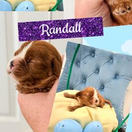 Randall - Ruby male Cavalier King Charles Spaniel puppy in Spring Hill, Florida from Wonderland Cavaliers