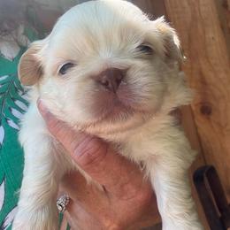 Duke - Biscuit male Pekingese puppy in Winchester, Virginia from Posh Pekingese