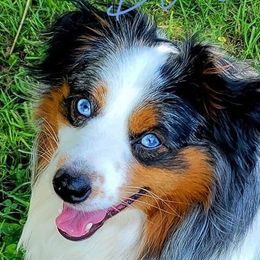 Bernedoodles and Shihpoos from Perfect Companion Puppies