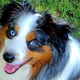 Bernedoodles and Shihpoos from Perfect Companion Puppies