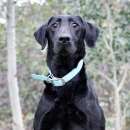 Risk - Labrador Retriever