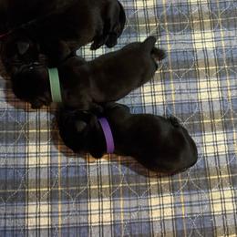 Purple Collar - Black female Labrador Retriever puppy in Malabar, Florida from Mythic Labradors, LLC