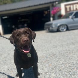 Rocco - Labrador Retriever