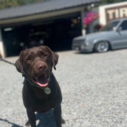 Rocco - Labrador Retriever