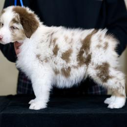 Australian Shepherd, Miniature American Shepherd, Miniature Australian Shepherd, and Toy Australian Shepherd Puppies from Painted Blue Aussies