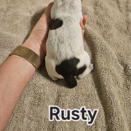 Rusty - Liver and white male German Shorthaired Pointer puppy in Norwich, Connecticut from Parker's Pointers