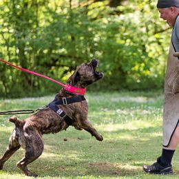 Boerboel All Grown Up from Romboel Farm Dogs