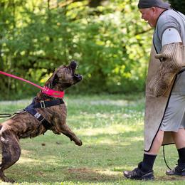 Boerboel All Grown Up from Romboel Farm Dogs