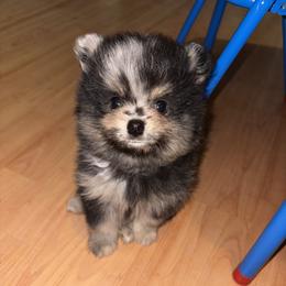 Max - Black and tan male Pomeranian puppy in Okmulgee, Oklahoma from 918 Pomeranians