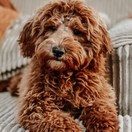 Teddy - Goldendoodle