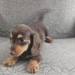 Confetti - Chocolate and tan female Dachshund puppy in Citra, Florida from My Loyal Treasures