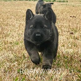 German Shepherd Puppies from Roanwood German Shepherds