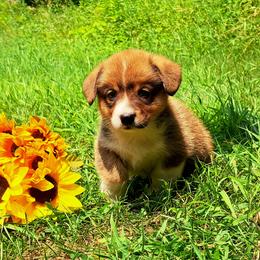 Sybil Ludington - Sable female American Corgi puppy in Gouverneur, New York from St. Lawrence Corgis