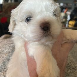 Harrison - White male Shih Tzu puppy in Cabot, Arkansas from Twilight Shih Tzu