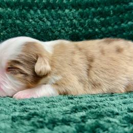 RMM2 - Red merle male Toy Australian Shepherd puppy in Pryor Creek, Oklahoma from DK’s Littles & Co