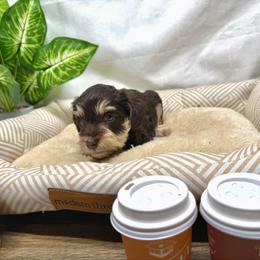Sylt - Liver male Miniature Schnauzer puppy in Huntington, Utah from Schnauzers on Robinson Lane