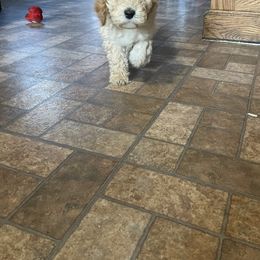 Goldendoodle Puppies from Wanda's Goldendoodles