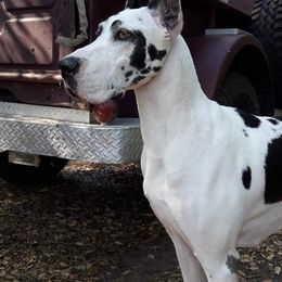 Cora  - Great Dane