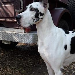 Cora  - Great Dane