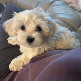 Sandy - White and tan female Maltese puppy in Grottoes, Virginia from Wendy’s Maltese & Cavamalts of Virginia
