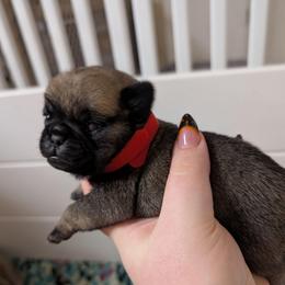 Kit - Fawn male Pug puppy in Winter Haven, Florida from Lisa's Pugalicious Pugs