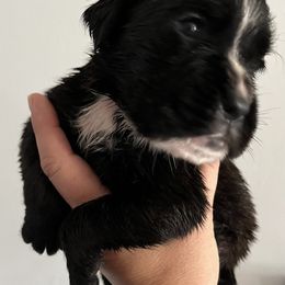 Boxer Puppies from Von Royal Dell’Infinite