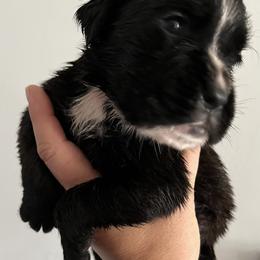 Boxer Puppies from Von Royal Dell’Infinite