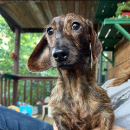 Lady - Dachshund