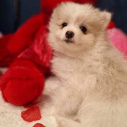 Petunia - White female Pomeranian puppy in Tampa, St Petersburg, Florida from Diana's Pomeranians