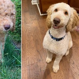 Double Doodle All Grown Up from COCKADOODLEPOO