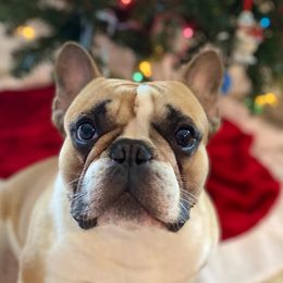 Boo - French Bulldog