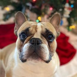 Boo - French Bulldog