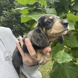 Blaze - Dapple male Dachshund puppy in Lakeland, Florida from Cynthia’s Royal Dachshunds