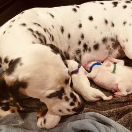 Dalmatian Puppies from ArmySoldier Dalmatians