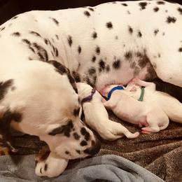 Dalmatian Puppies from ArmySoldier Dalmatians