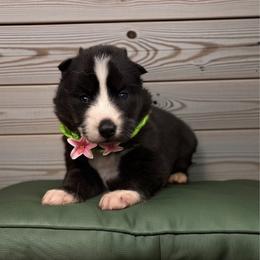 Lilly - Black and white female Siberian Husky puppy in Sherwood, Oregon from Whiskey River Siberians
