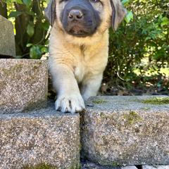 Anatolian Shepherd Dog Puppies from Carolina Landstock